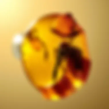 Magnificent Exploring Amber Inclusions: Nature's Time Capsules Magnificent Exploring Amber Inclusions: Nature's Time Capsules