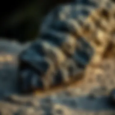 Magnificent Exploring the Intricacies of Black Flaky Rock Magnificent Exploring the Intricacies of Black Flaky Rock