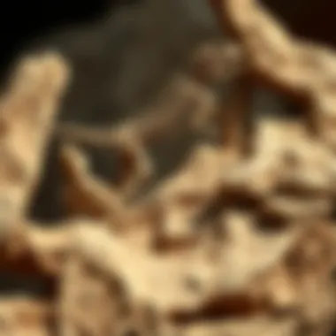 Magnificent How to Find Dinosaur Fossils: A Comprehensive Guide