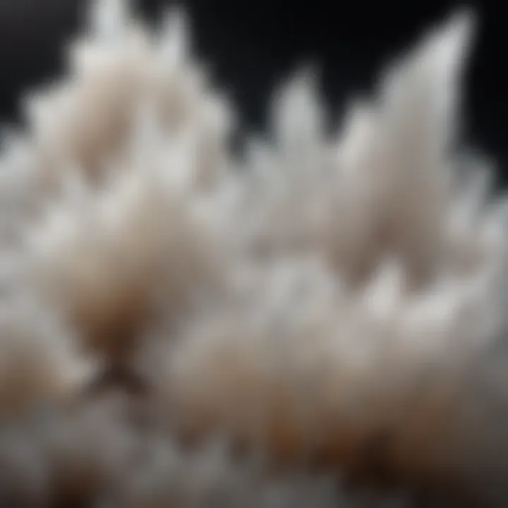 Selenite crystal cluster reflecting ambient light