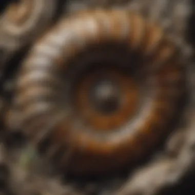 Detailed Ammonite Fossil Remnant Ammonite Fossil Close-Up
