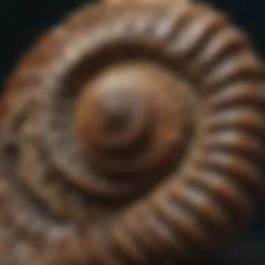 Ammonite Fossil Spiral