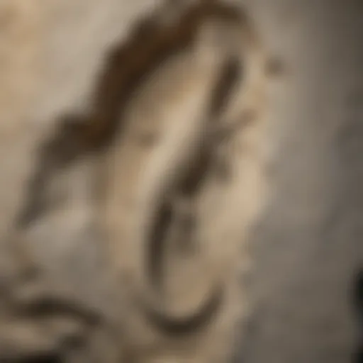 Ancient Marine Reptile Fossil in Solnhofen Limestone