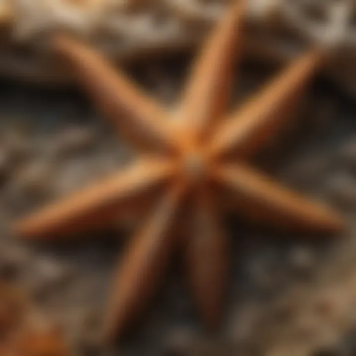 Brittle starfish close-up anatomy