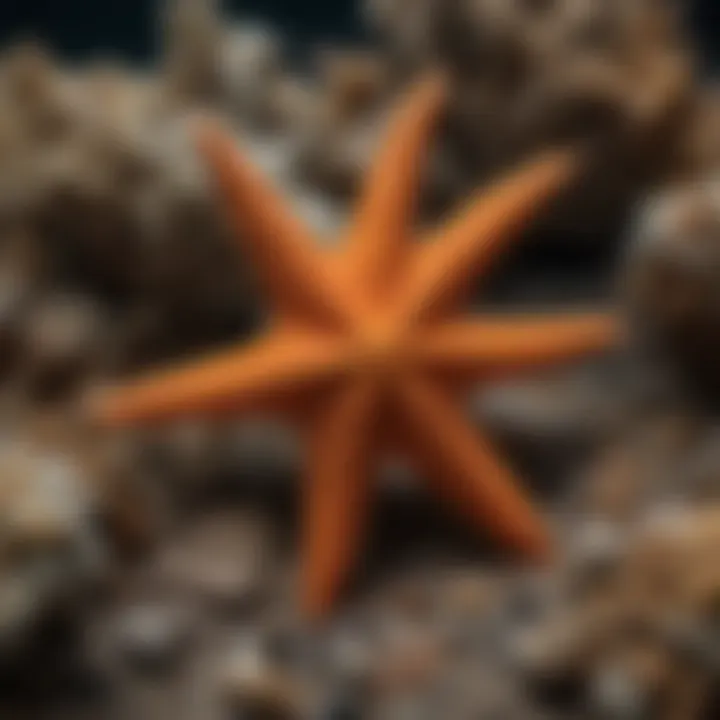 Brittle starfish in symbiotic relationship with coral