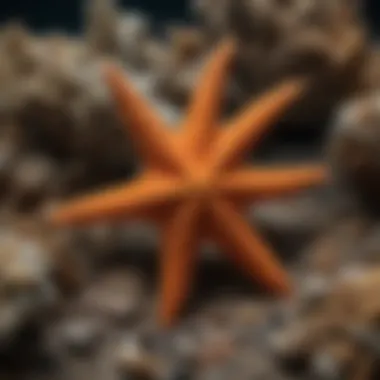 Ecological Significance of Brittle Starfish Brittle starfish in symbiotic relationship with coral