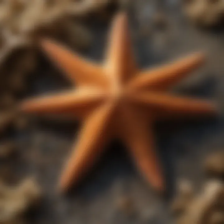 Brittle starfish showcasing unique adaptations