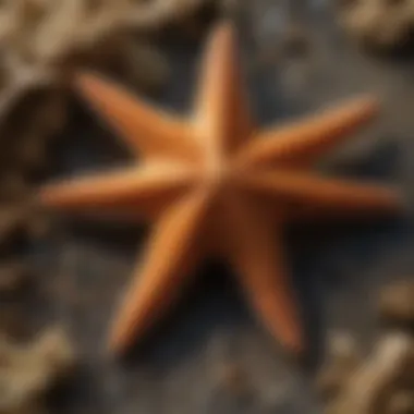 Fascinating Adaptations of Brittle Starfish Brittle starfish showcasing unique adaptations