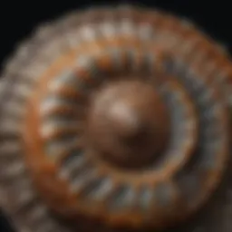 Close-up view of a polished ammonite specimen showcasing its intricate shell patterns