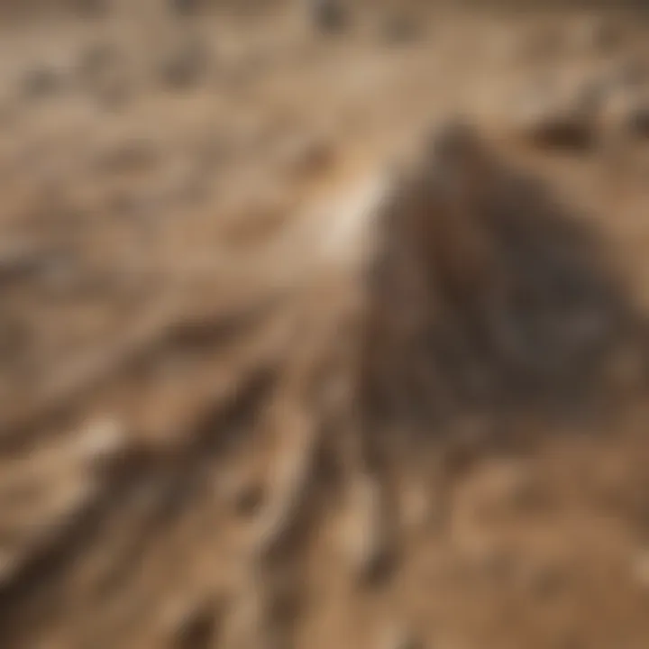 Close-up of intricate patterns in caliche dirt