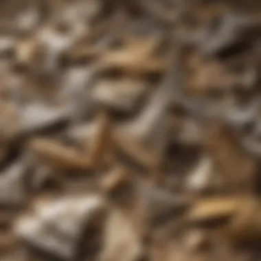 Close-up of shark teeth collected using the sifter