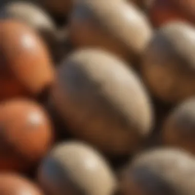Captivating Collectors: Fizzy Dinosaur Eggs Collector's Fascination