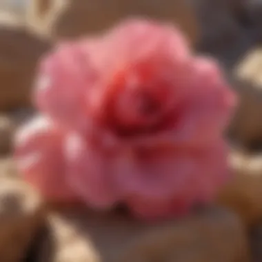 Cultural Significance of Desert Rose Stones