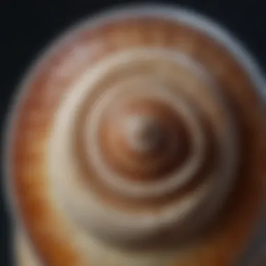 Delicate Spiral Snail Shell