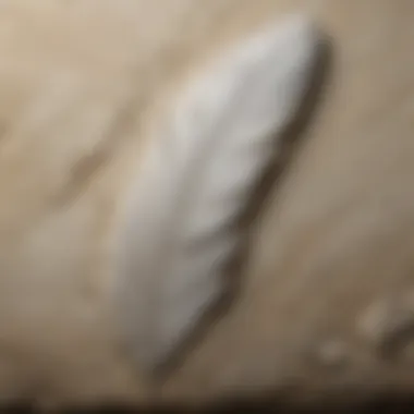 Exquisite Feather Preservation in Solnhofen Limestone Detailed Feather Impression from Solnhofen Limestone