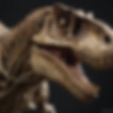 Detailed T-Rex Replica Skeleton