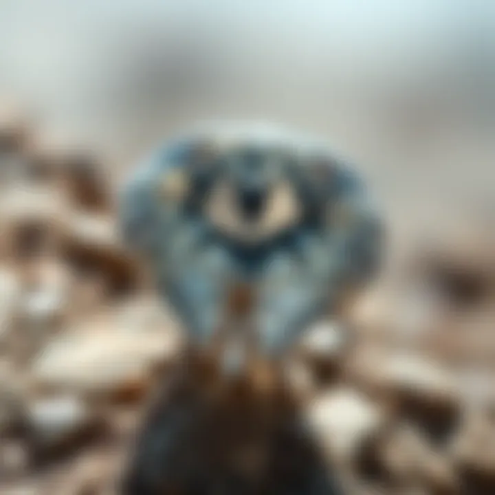 Notable Diamonds on the Rocks: A Geological Journey