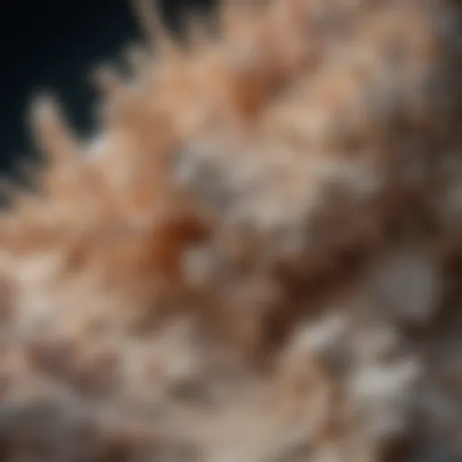 Diatomite Earth Microscopic View