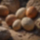 Fossilized dinosaur eggs nestled in sedimentary rock