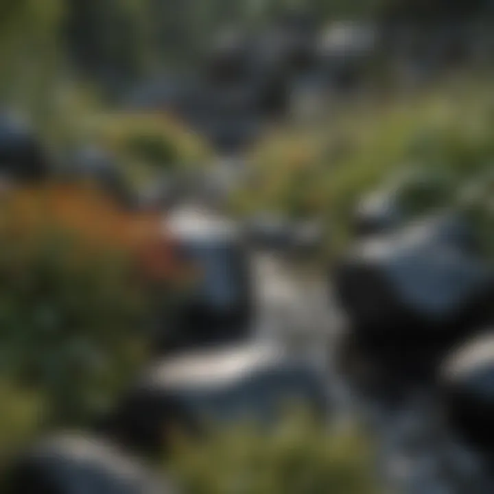 Ecological habitat featuring shiny black rocks among native flora