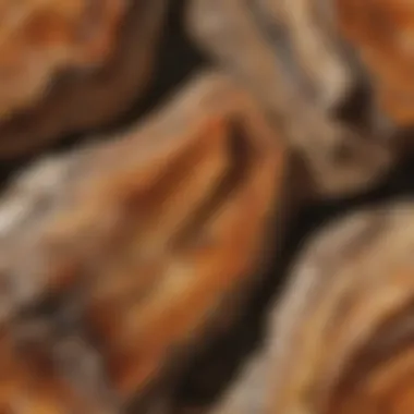 Enigmatic Petrified Wood Patterns