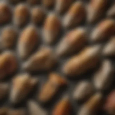 Comparison of various T. Rex teeth highlighting size variations