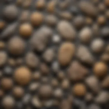 Expertly Sorted Collection of Rare Fossils