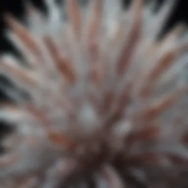 A close-up of unique crystal structures and their intricate details