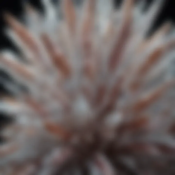 A close-up of unique crystal structures and their intricate details