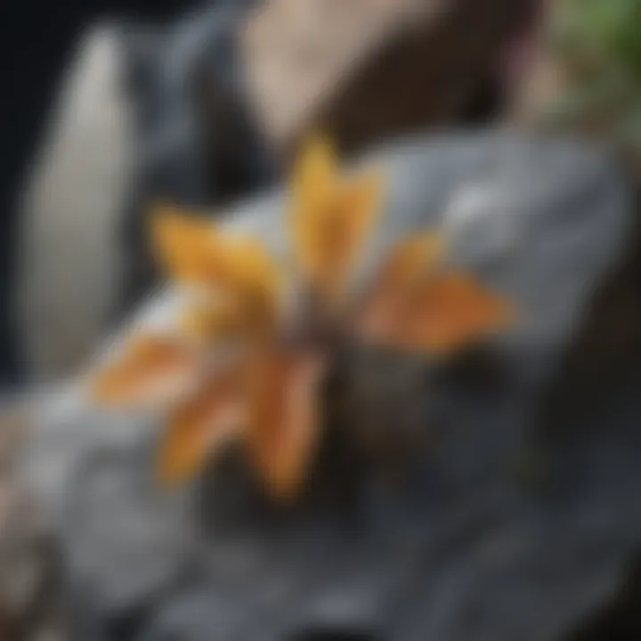 Nature-inspired artwork captured on slate rock