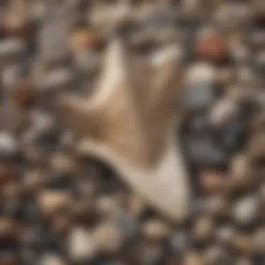 Shark Tooth Fossil Resting on Pebbles