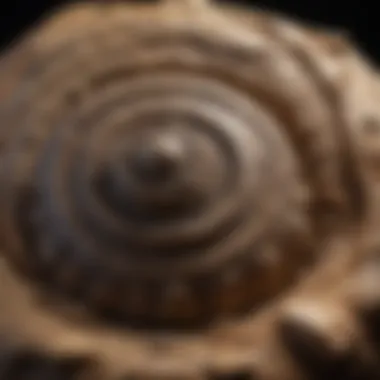 Fossil details revealed by UV illumination