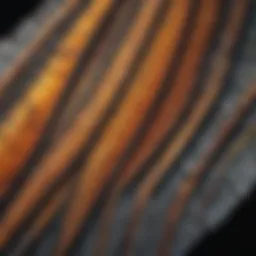 Microscopic details of a butterfly wing