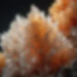 Macro close-up of intricate calcite crystals