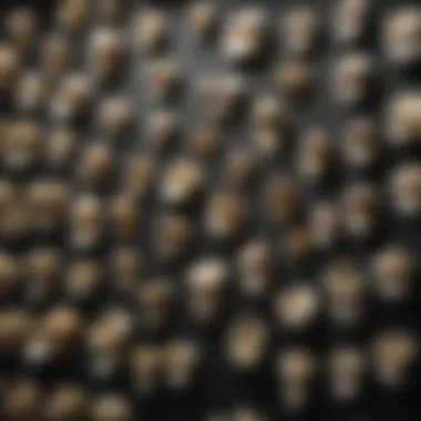 Diverse Collection of Megalodon Teeth Collection of megalodon teeth on display