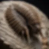 A close-up of a trilobite fossil showcasing intricate details