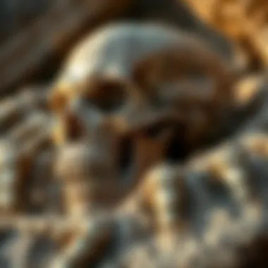 Exploring Fossil Discoveries: A Comprehensive Guide Summary Exploring Fossil Discoveries: A Comprehensive Guide Summary