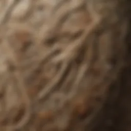 Intricate patterns on a fossilised dinosaur bone