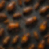 Close-up of fossilized amber displaying trapped insects