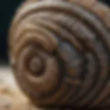 Detailed fossilized trilobite specimen showcasing intricate anatomical features