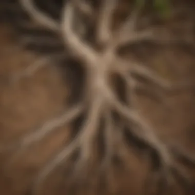 Intertwined Sycamore Roots in Utah Soil Root system of a sycamore tree intertwined with the rich Utah soil