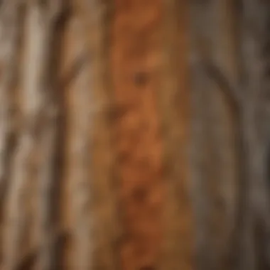 Close-up view of the intricate bark patterns on a sycamore tree trunk