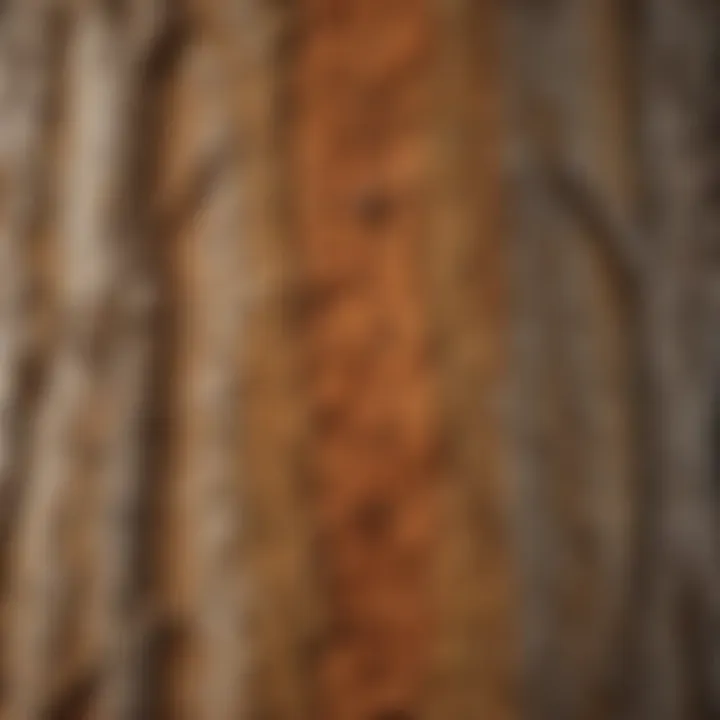 Close-up view of the intricate bark patterns on a sycamore tree trunk