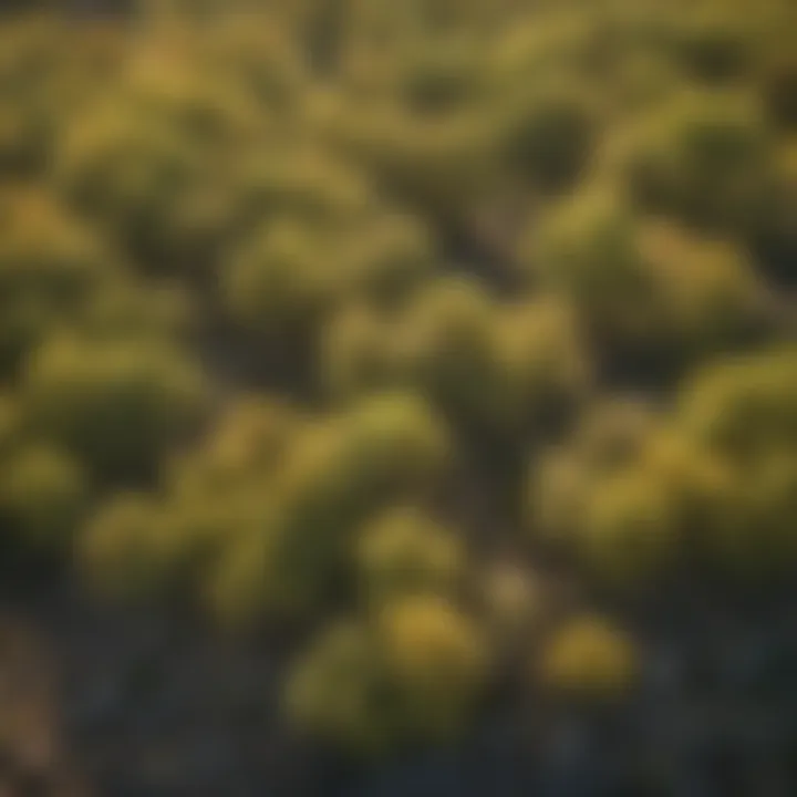 Aerial view showcasing the vast canopy of sycamore trees in a Utah forest