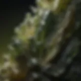 A close-up of a stunning piece of moldavite showcasing its unique texture and color