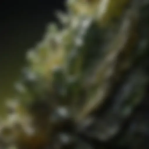 A close-up of a stunning piece of moldavite showcasing its unique texture and color