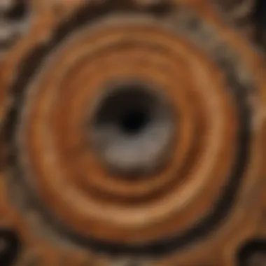 Unique Petrified Wood Piece showcasing Tree Rings and Natural Patterns