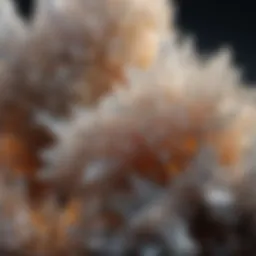 Close-up view of a quartz crystal cluster showcasing its intricate formations