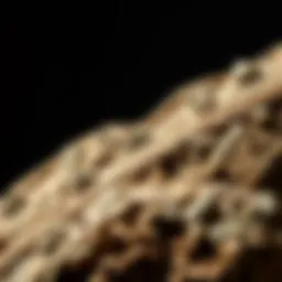 Exploring the Dremel 1000 Grit: A Comprehensive Guide for Rock and Fossil Collectors Introduction