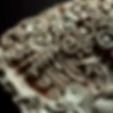 Exploring the Fossil Book: A Comprehensive Guide Introduction